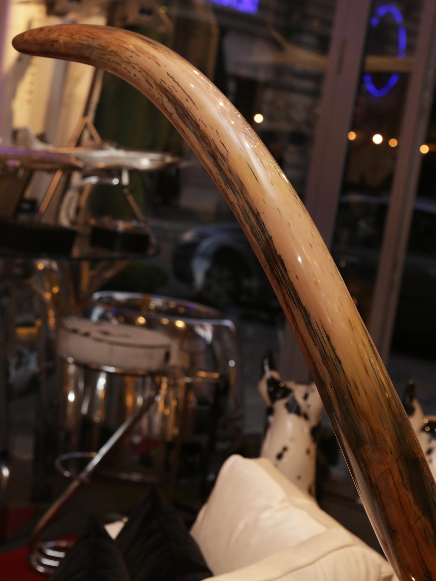 Colmillo de mamut grande 4