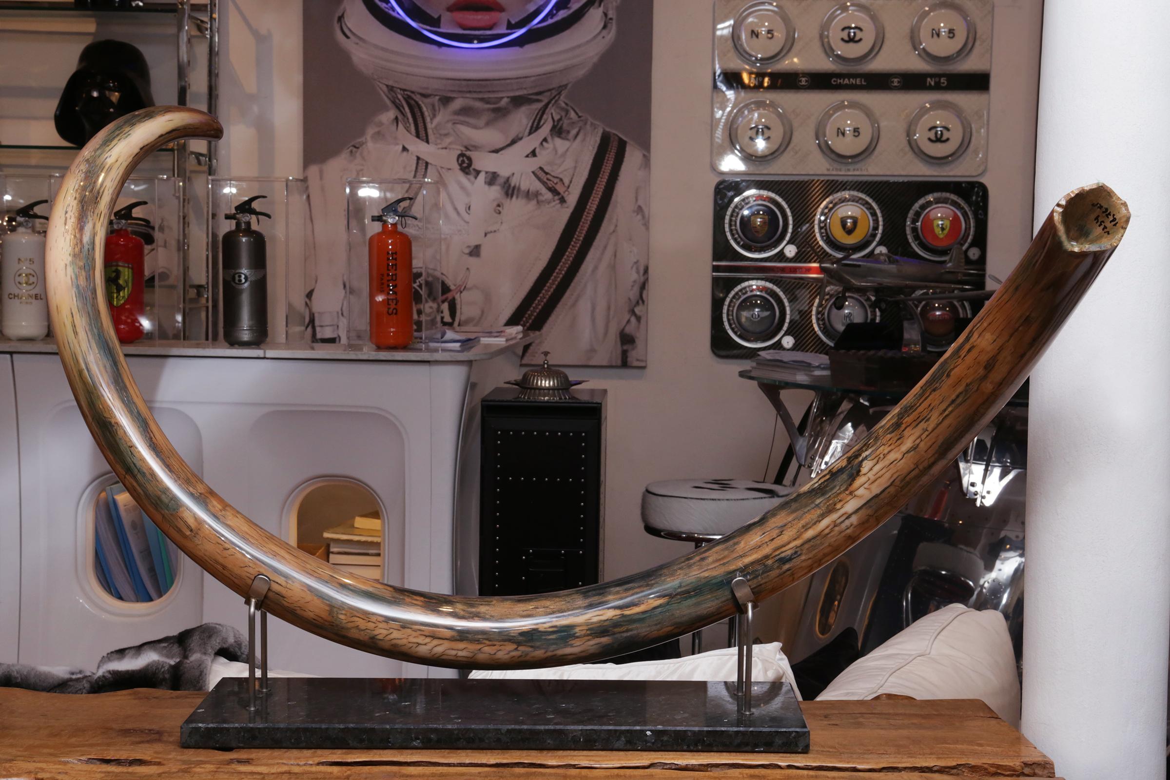 Colmillo Colmillo de mamut único grande meticulosamente restaurado.
Colmillo de mamut lanudo (Mammuthus primigenius). Este colmillo
se lijó, se estabilizó al vacío y a alta presión,
y luego se pulen a mano para obtener este resultado óptimo. El