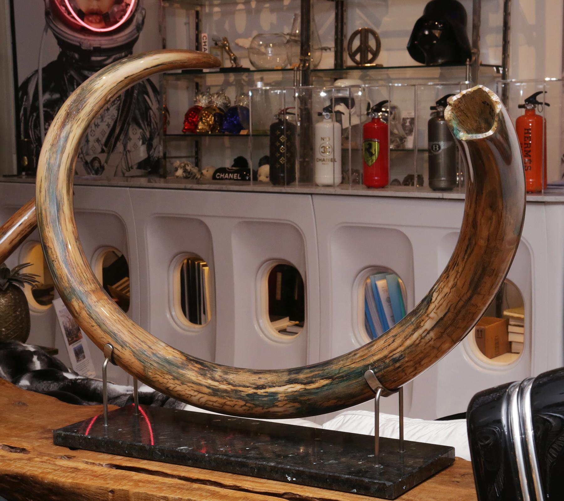 Colmillo de mamut grande Ruso