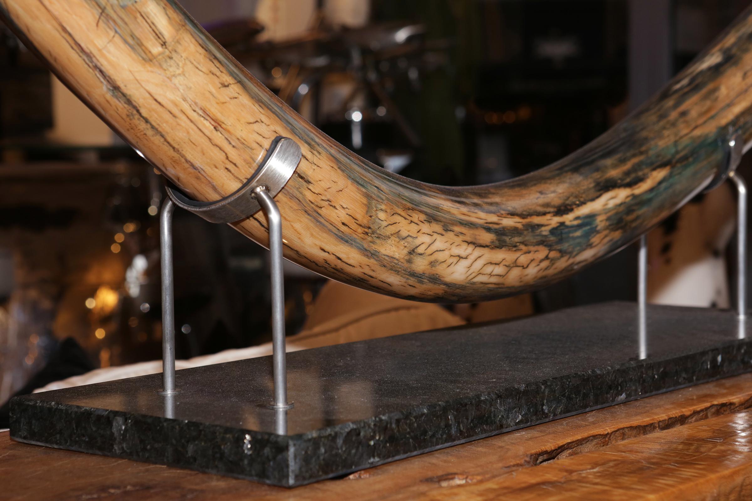 Colmillo de mamut grande Marfil