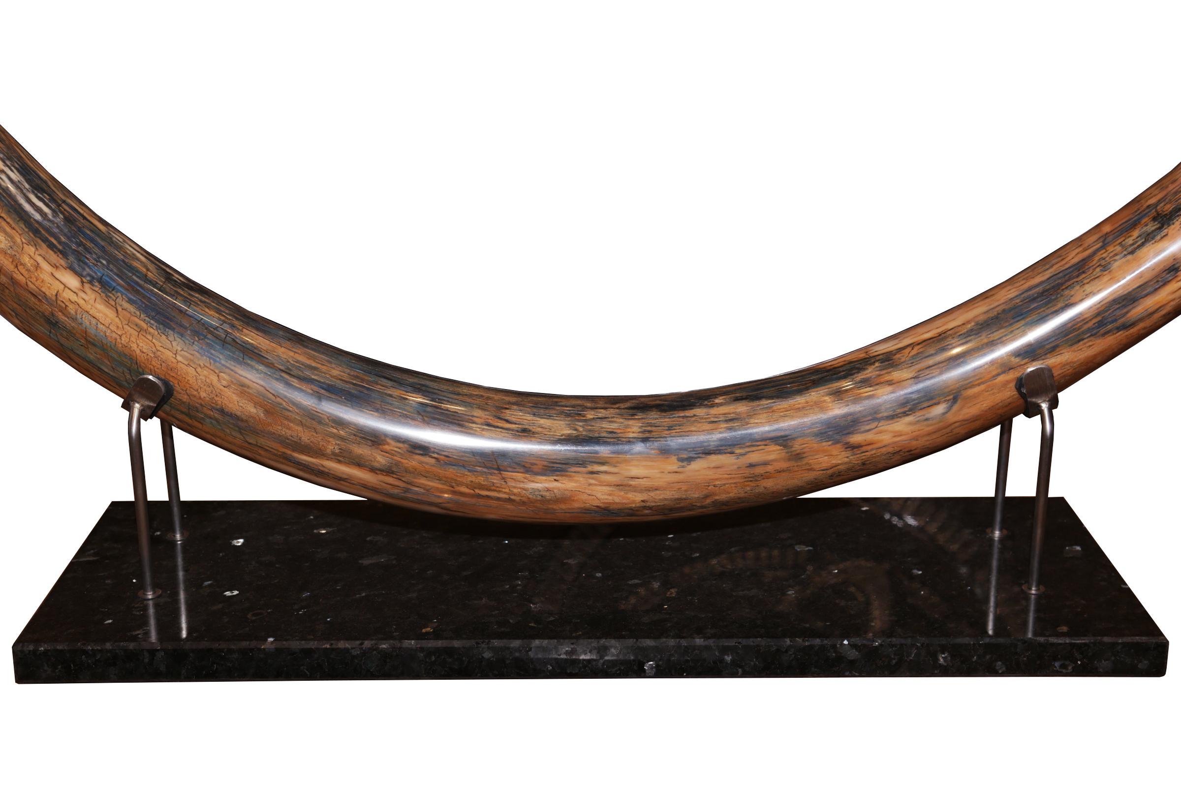 Colmillo de mamut grande 1