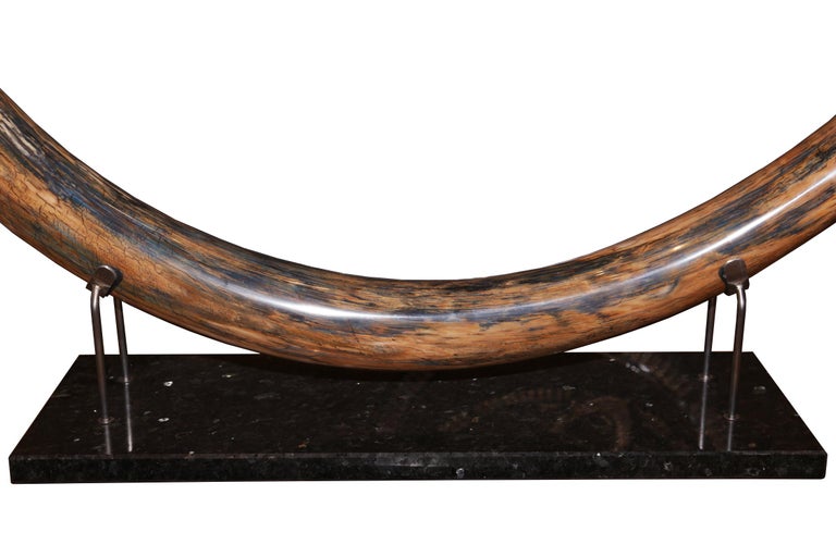 Mammoth Tusk Large For Sale at 1stDibs mammoth tusk for sale, mammoth tusk price, mammoth