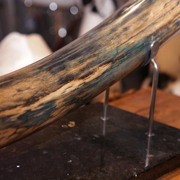 Mammoth Tusk Large For Sale at 1stDibs mammoth tusk for sale, mammoth tusk price, mammoth
