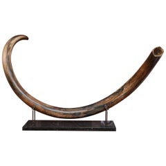 Colmillo de mamut grande