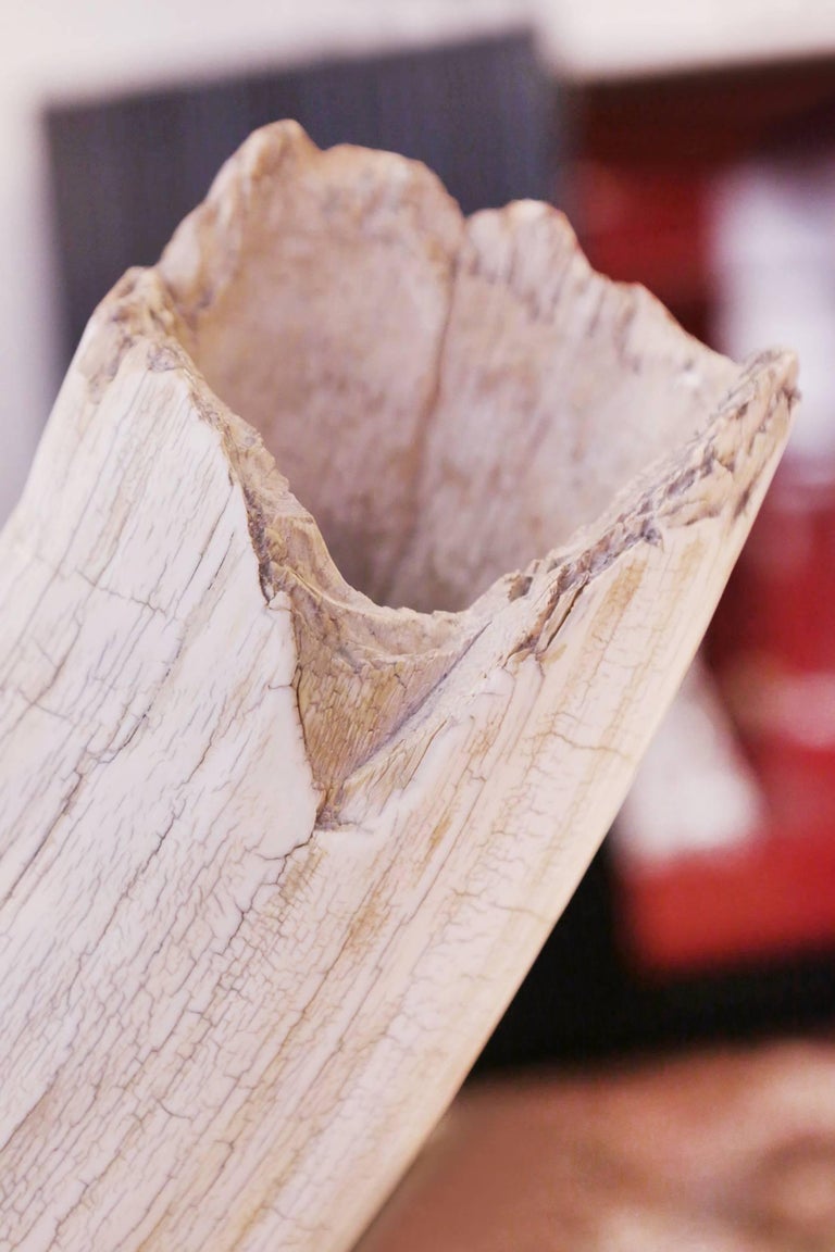 Mammoth Tusk Pure Ivory at 1stDibs