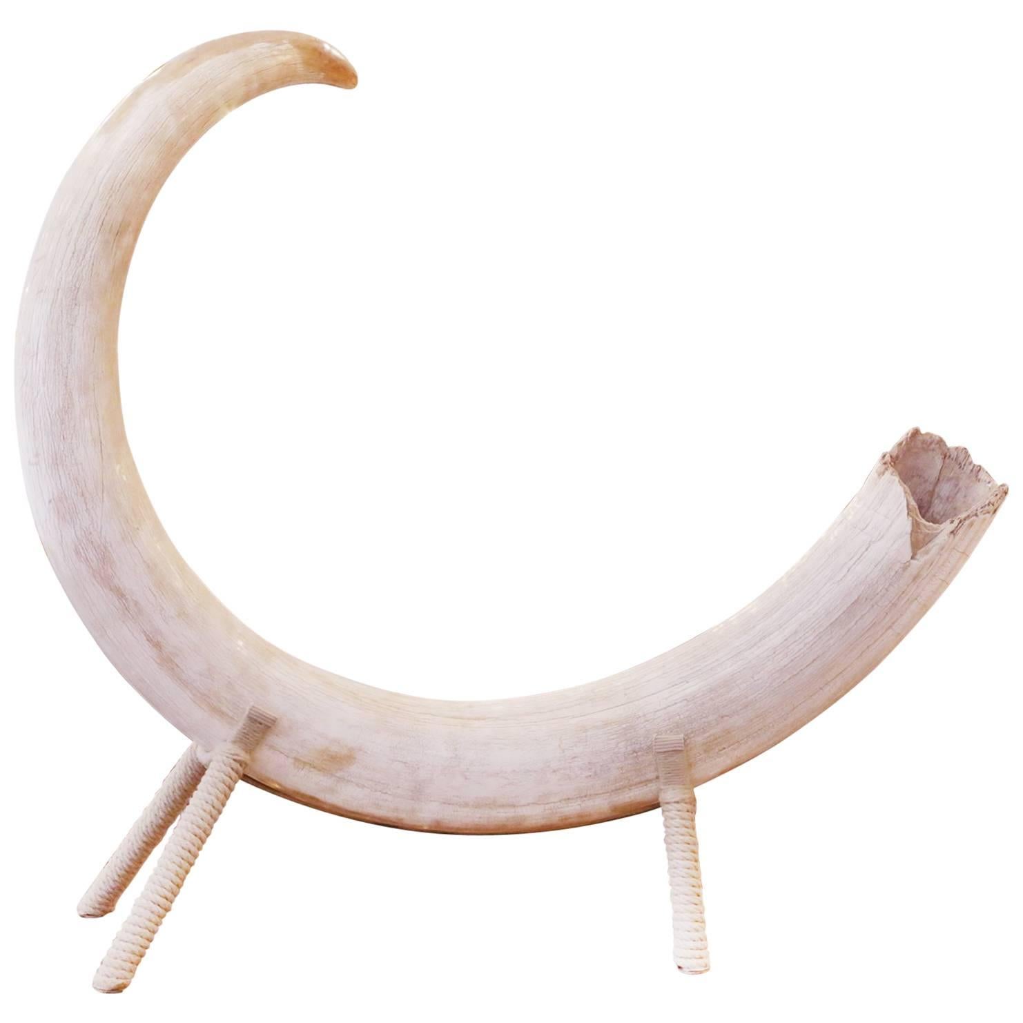 Mammoth Tusk Pure Ivory