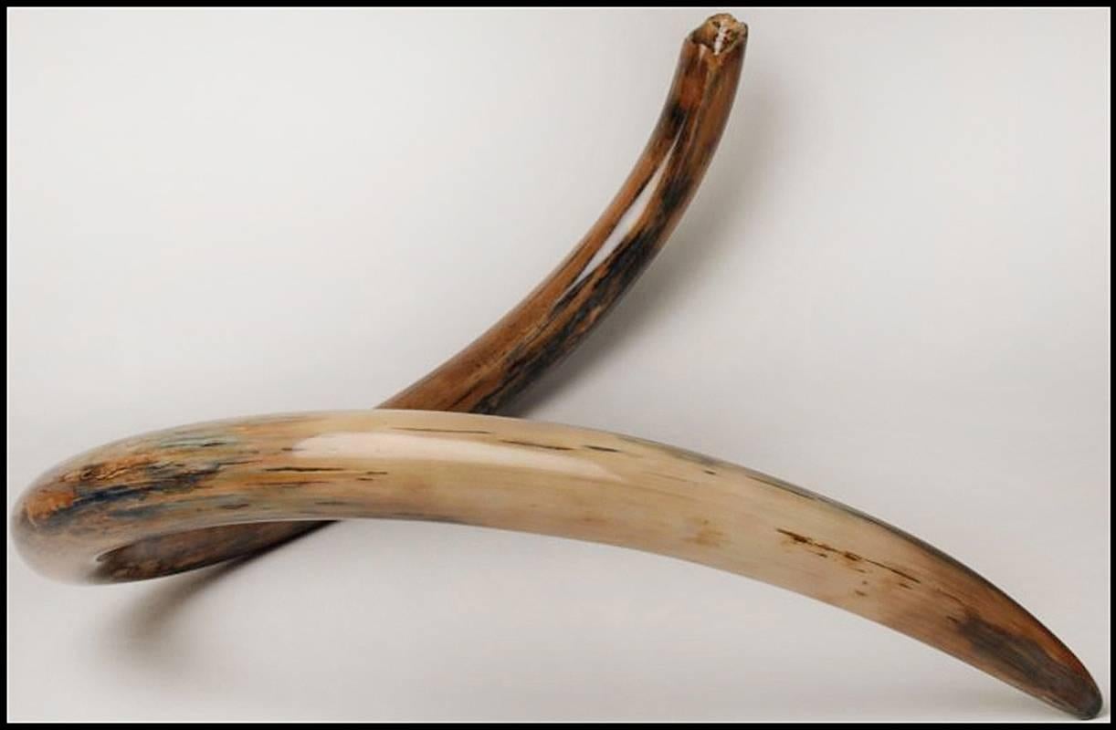 Mammoth Tusk Set of Two Medium 5