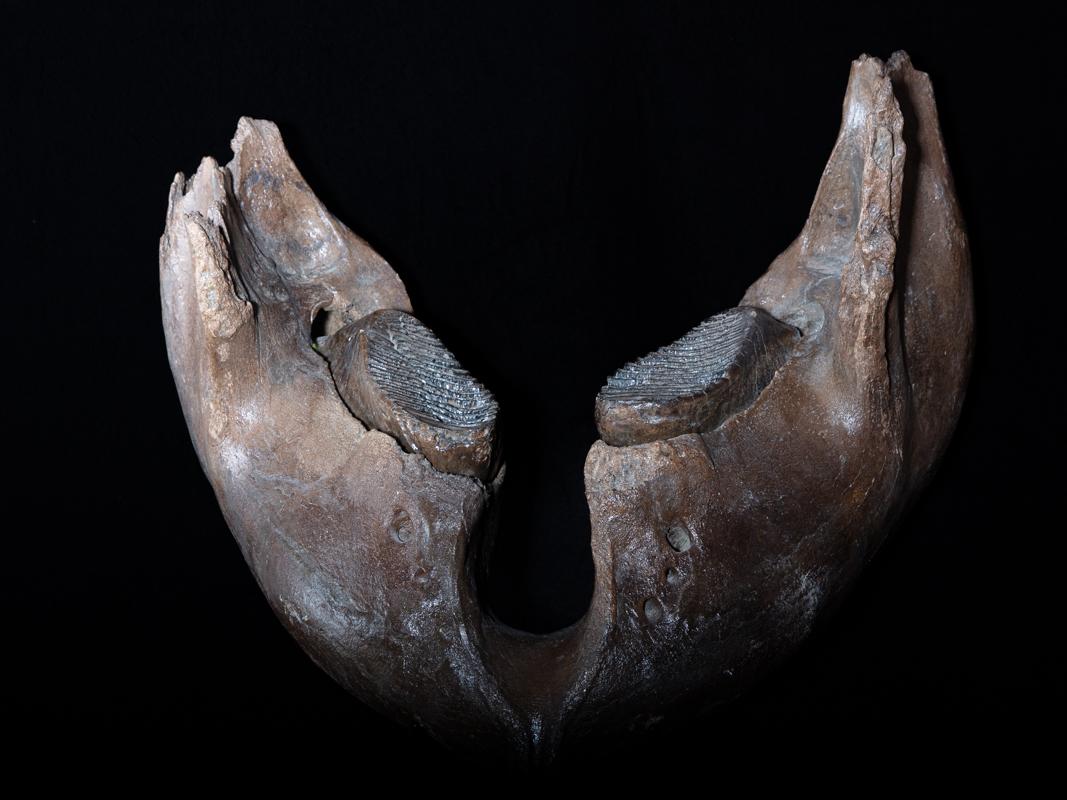 Mammutus Primigenius.

Ca. 50 Tausend Jahre alt.
Fischer, die mit Schleppnetzen den Boden abkratzen, finden neben ihrem eigenen Fang auch Knochen und Stoßzähne von Mammuts, zum Beispiel. Säugetiere aus der Eiszeit. Wir kennen die Nordsee als