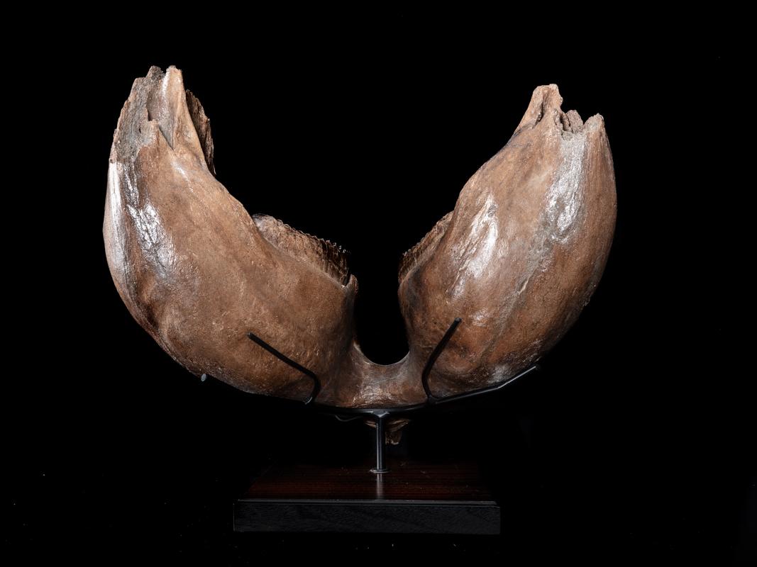 Mammoth under Jaw In Excellent Condition For Sale In BAARN, UT