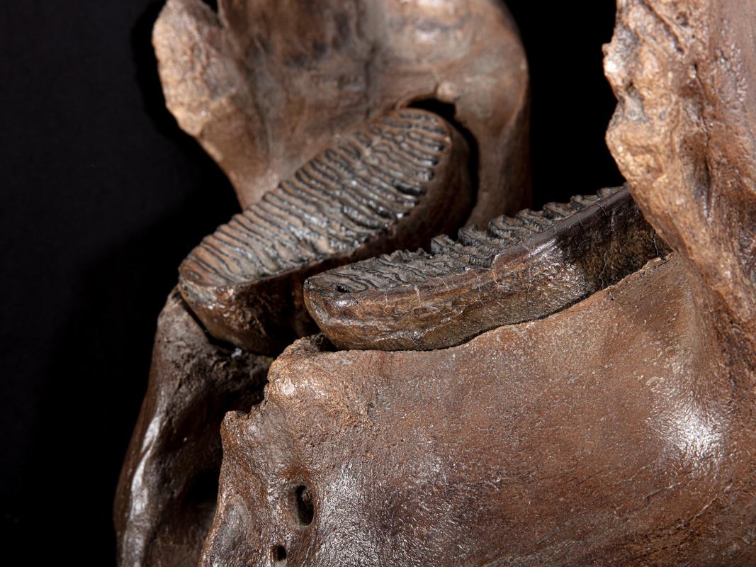 18th Century and Earlier Mammoth under Jaw For Sale