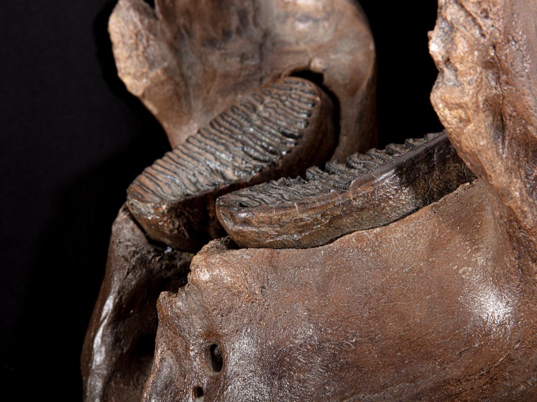 Mammoth under Jaw In Excellent Condition For Sale In BAARN, UT