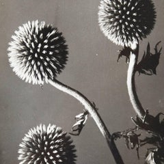 Man Ray Flowers Photography