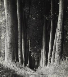 MAN RAY (1890-1976), UNDERGROWTH, 1930 Photogravure, FIRST EDITION