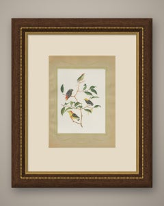 Manakins and Tanagers, Brazilian Bird Print, Descourtilz, 1944