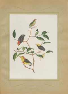 Manakins and Tanagers, Brazilian Bird Print, Descourtilz, 1944