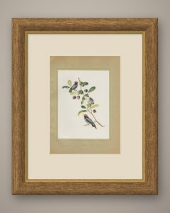 Manakins, Brazilian Bird Print, Descourtilz, 1944