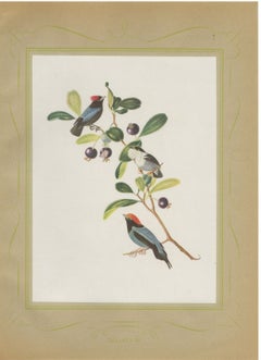 Manakins, Brazilian Bird Print, Descourtilz, 1944