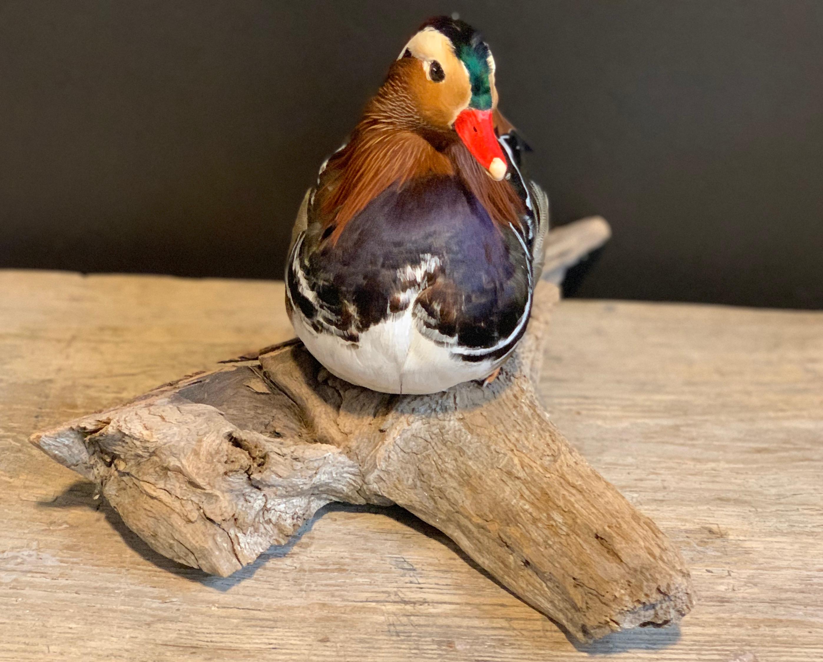 This is a beautiful sitting mandarin taxidermy duck mount.
The feathers and coloration are both very nice with good overall taxidermy quality.
This duck was captive bred.
- This item comes on a driftwooden base
- Perfect for the mantel