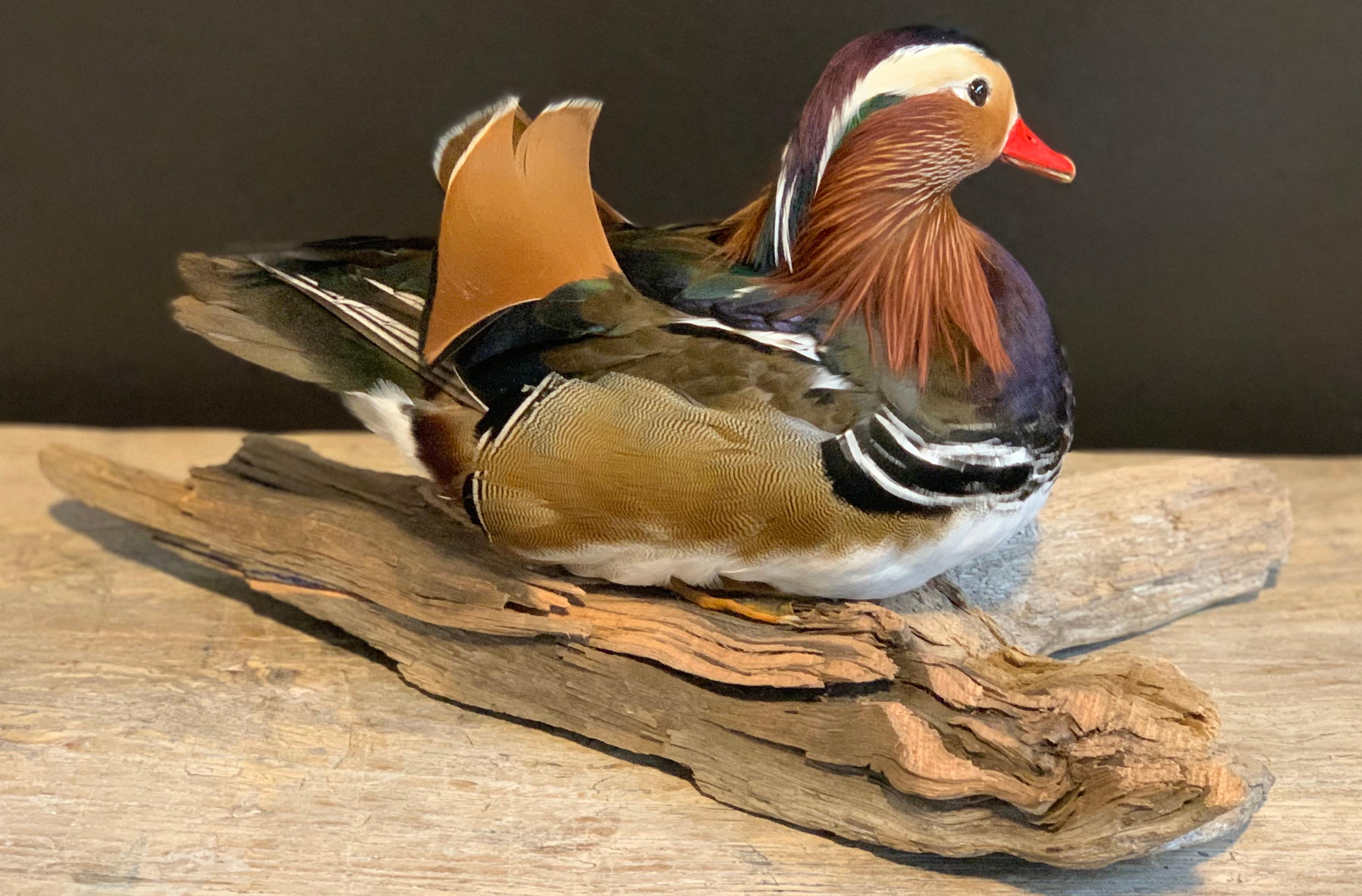Dutch Mandarin Duck Mounted on Wooden Base