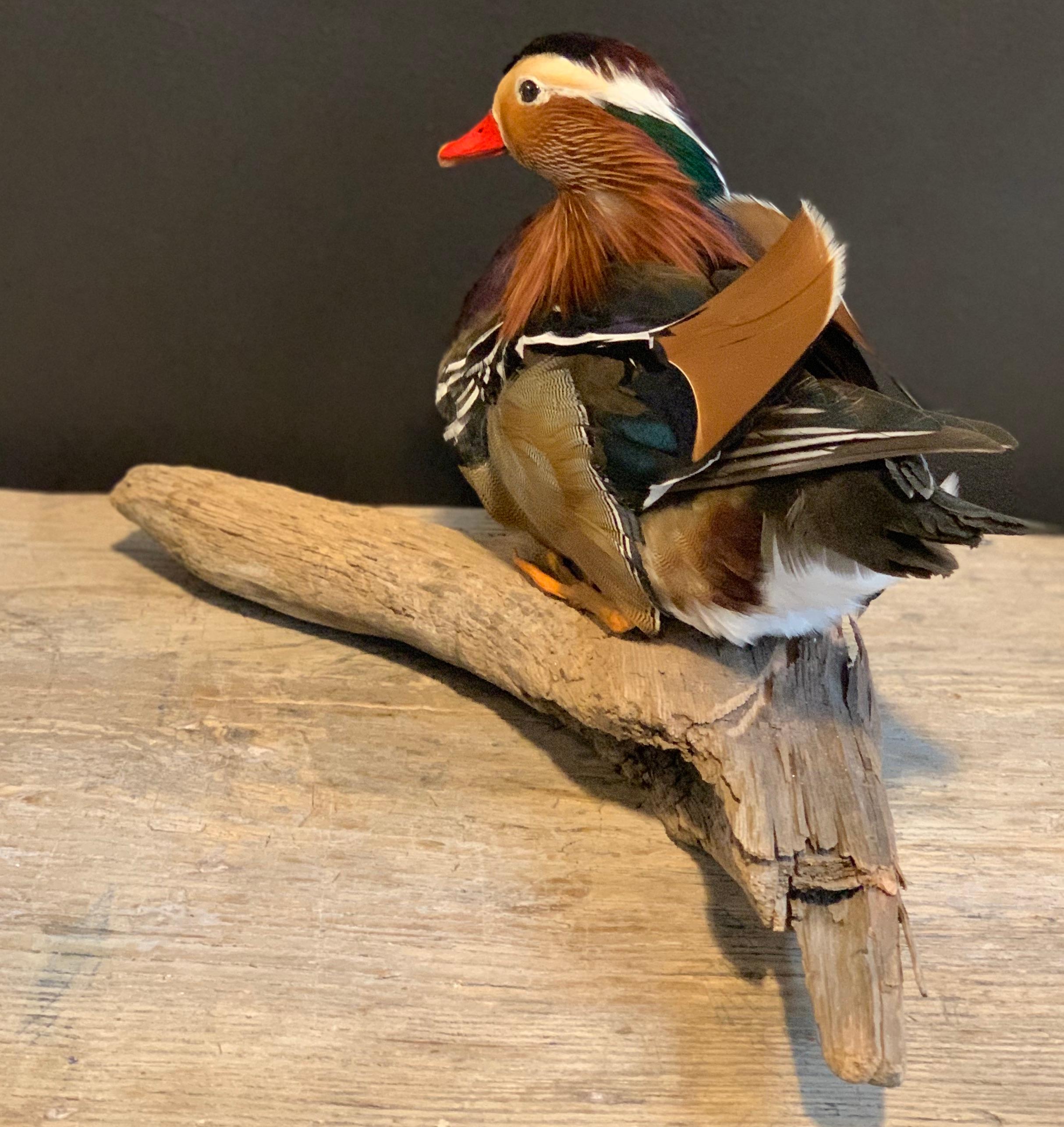 Mandarin Duck Mounted on Wooden Base In New Condition In Eindhoven, NL