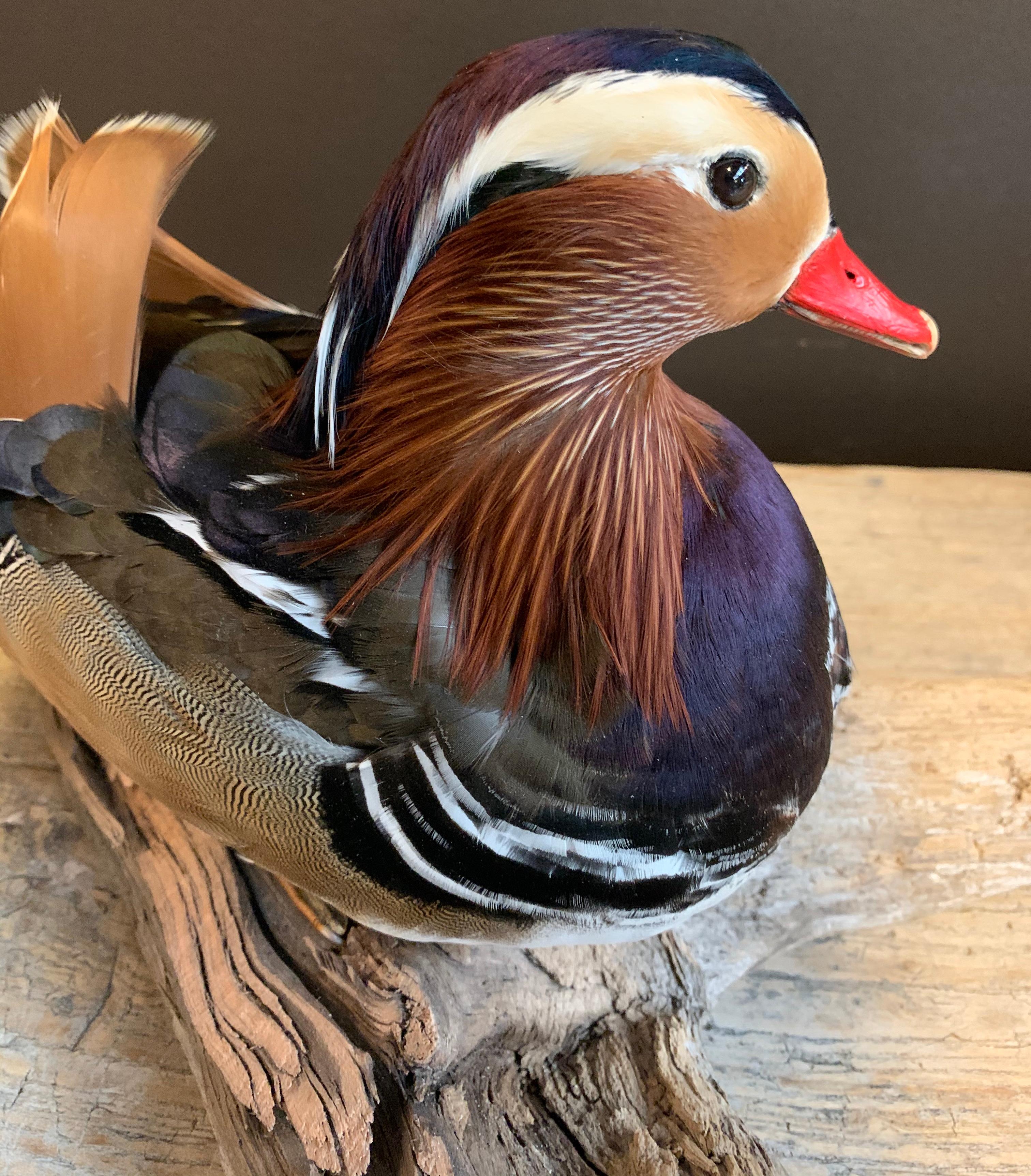 Driftwood Mandarin Duck Mounted on Wooden Base