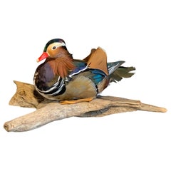 Mandarin Duck Mounted on Wooden Base