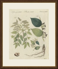 Plantes médicinales : cendre de manne et salsepareille, gravure ancienne de Bertuch, vers 1805
