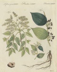 Plantes médicinales : cendre de manne et salsepareille, gravure ancienne de Bertuch, vers 1805