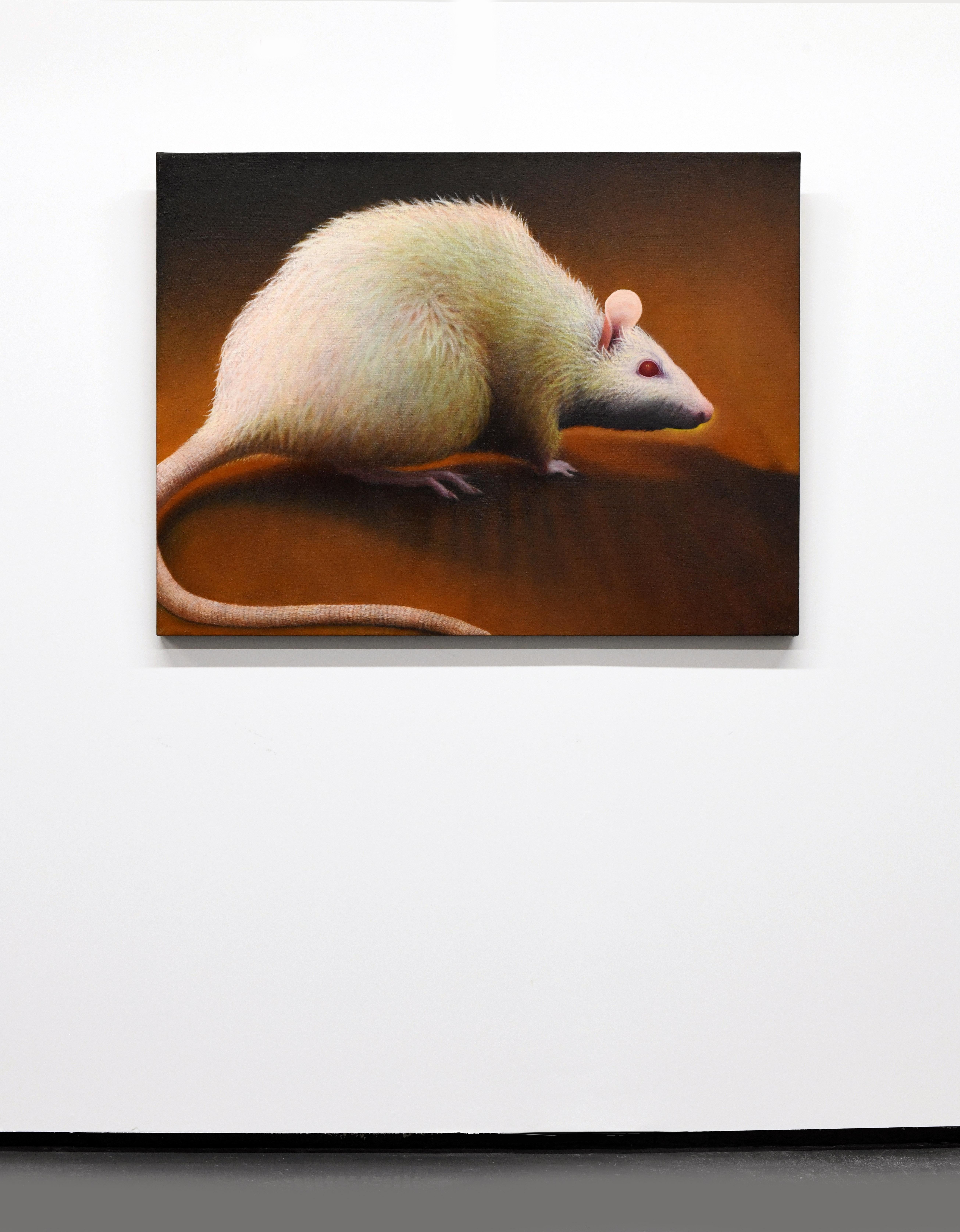 albino rat for sale