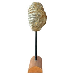 Mantelliceras Ammonite Fossil on Wooden Display Stand