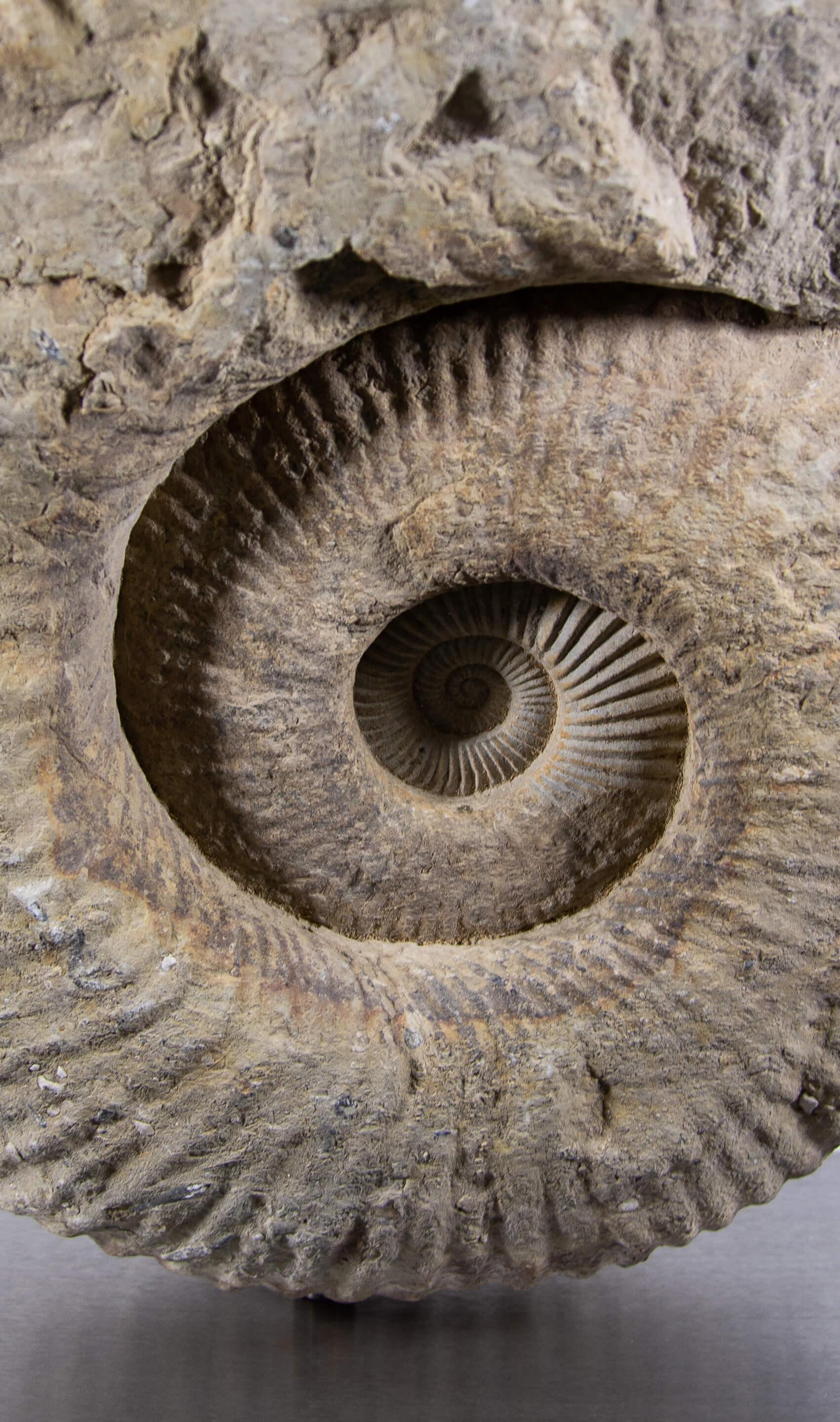 Preistorico Ammonite fossile Mantelliceras su supporto in acciaio in vendita