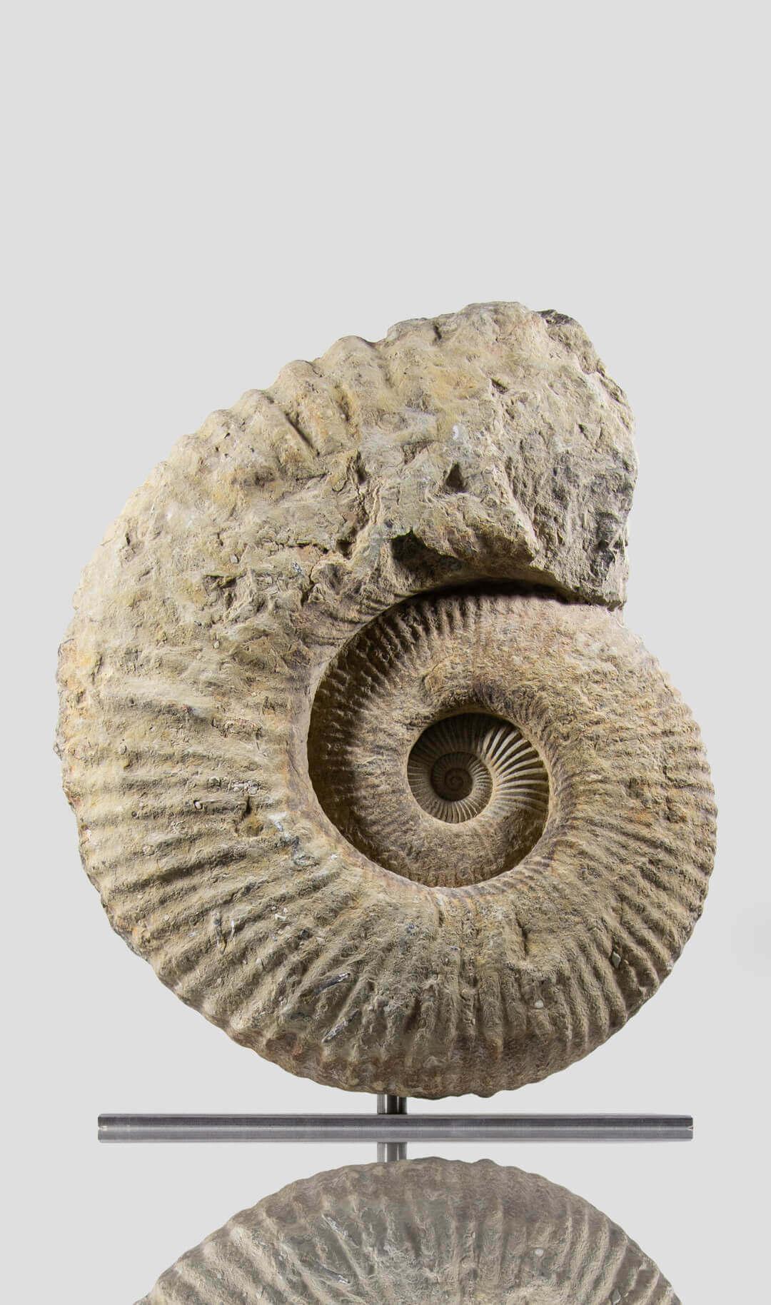 L'ultima edizione arrivata a THE FOSSIL STORE™ è la nostra famosa e squisita serie di ammoniti Mantelliceras presentate sul nostro supporto girevole. Le ammoniti Mantelliceras appena preparate sono esemplari davvero squisiti scavati dalle alte