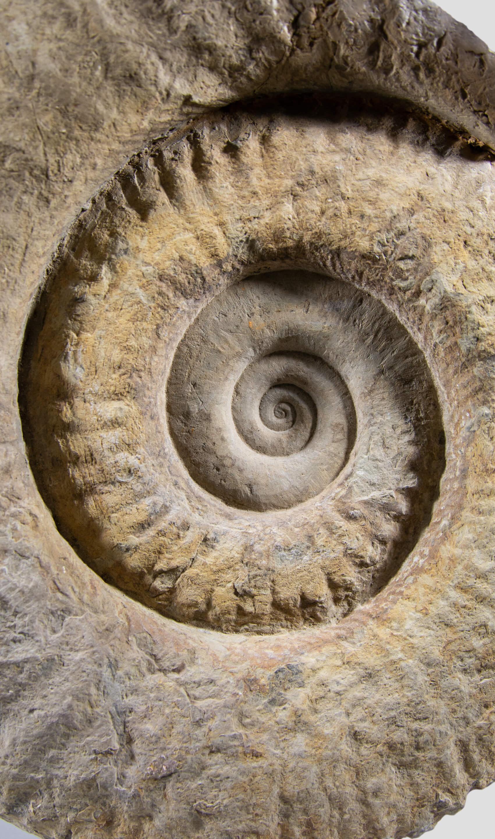 L'ultima edizione arrivata a THE FOSSIL STORE™ è la nostra famosa e squisita serie di ammoniti Mantelliceras presentate sul nostro supporto girevole. Le ammoniti Mantelliceras appena preparate sono esemplari davvero squisiti scavati dalle alte