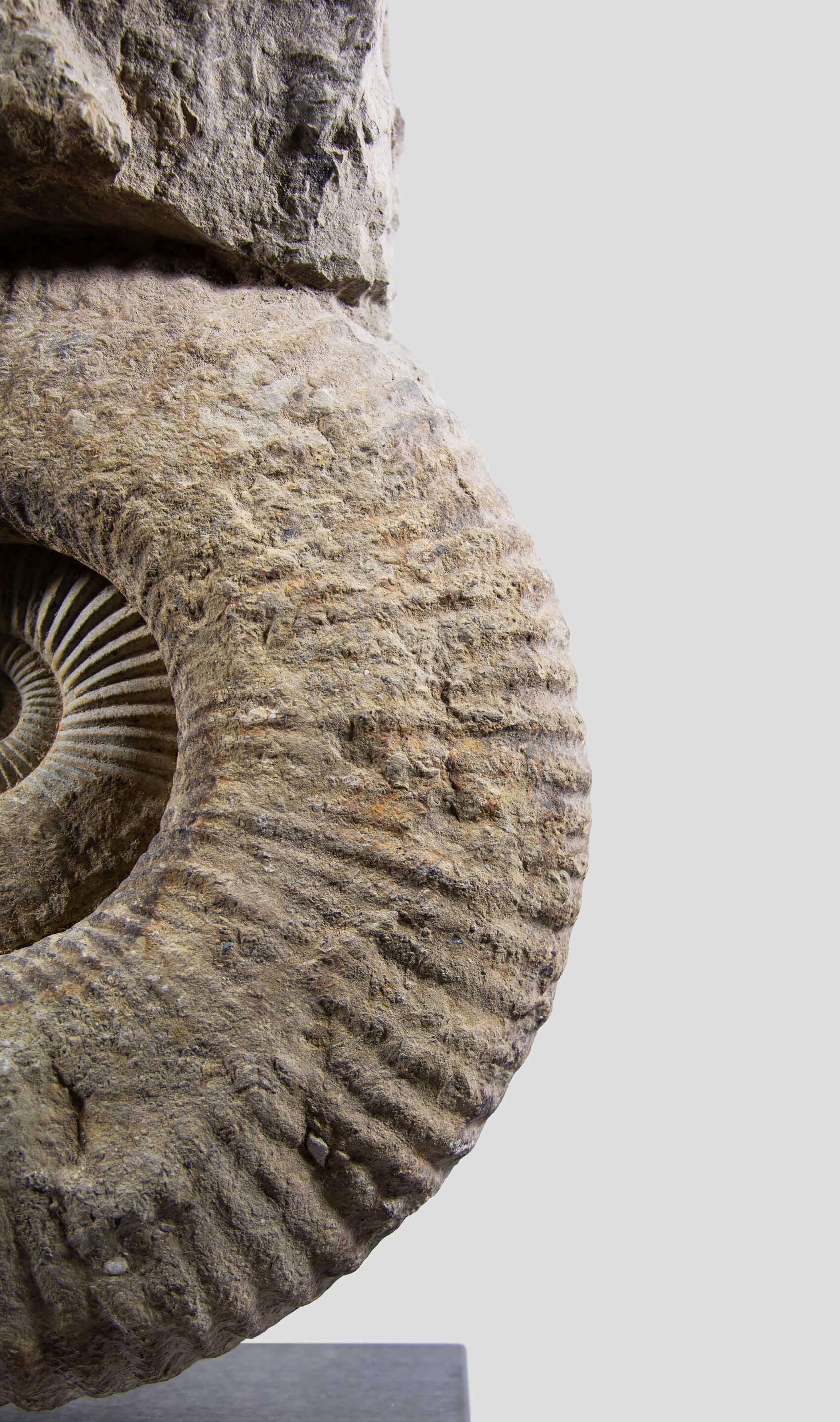 Nordafricano Ammonite fossile Mantelliceras su supporto in acciaio in vendita