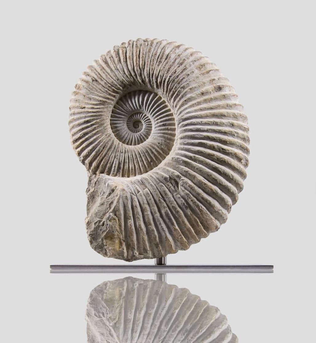 Preistorico Ammonite fossile Mantelliceras su supporto in acciaio in vendita
