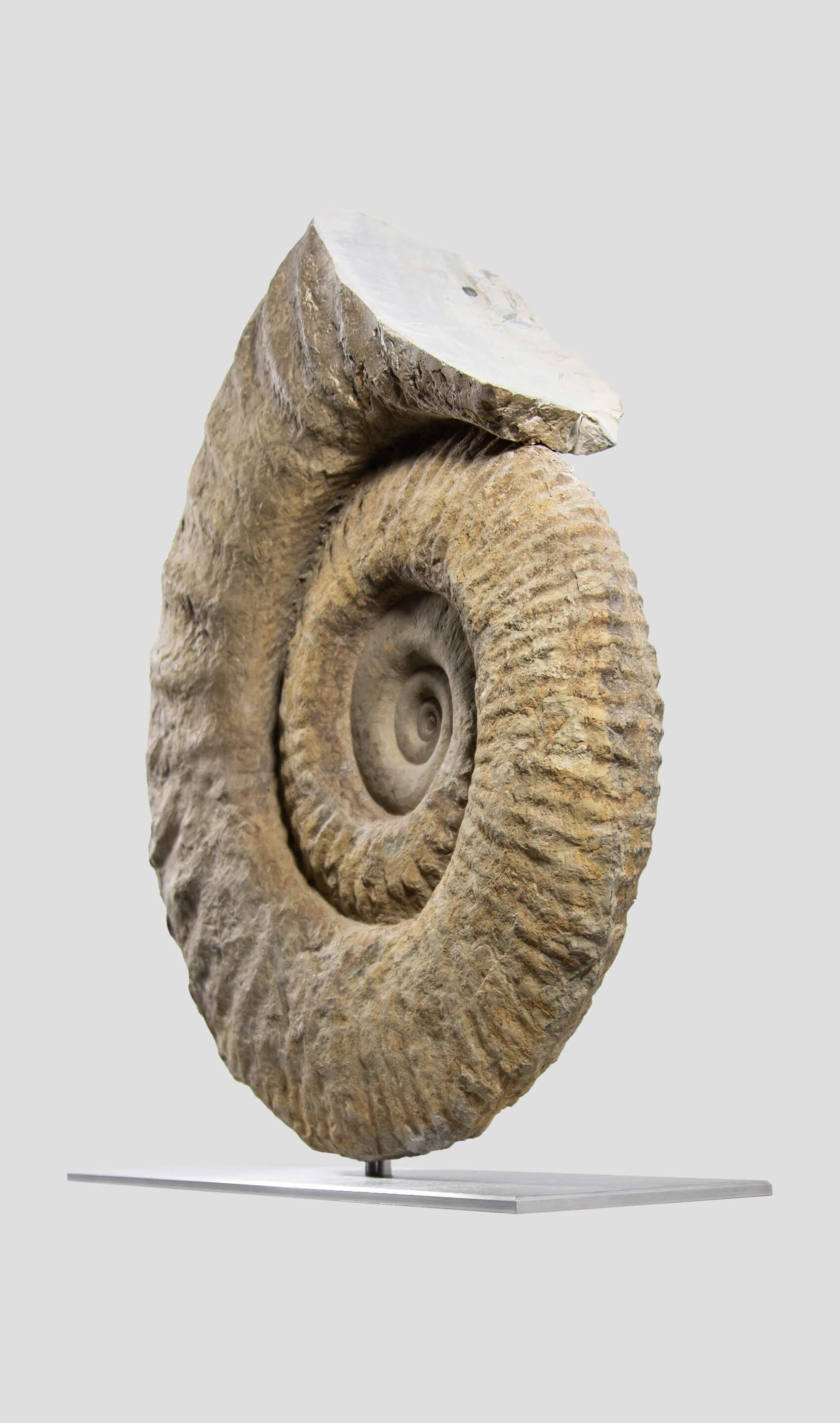 Preistorico Ammonite fossile Mantelliceras su supporto in acciaio in vendita