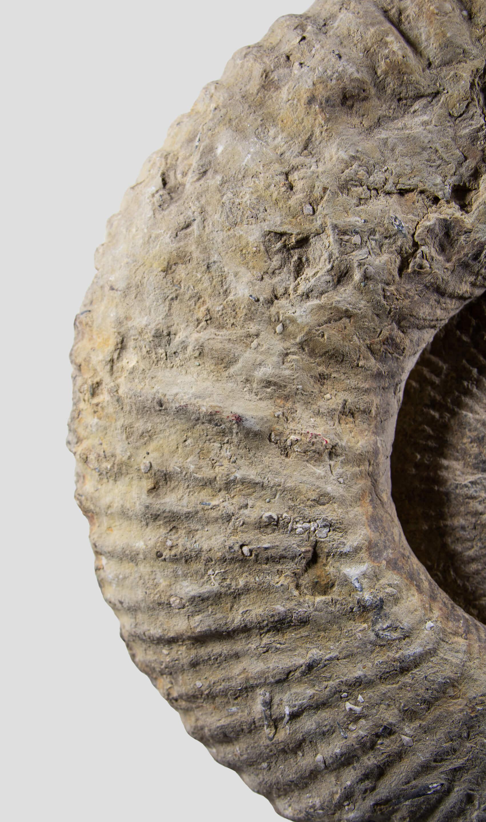 Altro Ammonite fossile Mantelliceras su supporto in acciaio in vendita