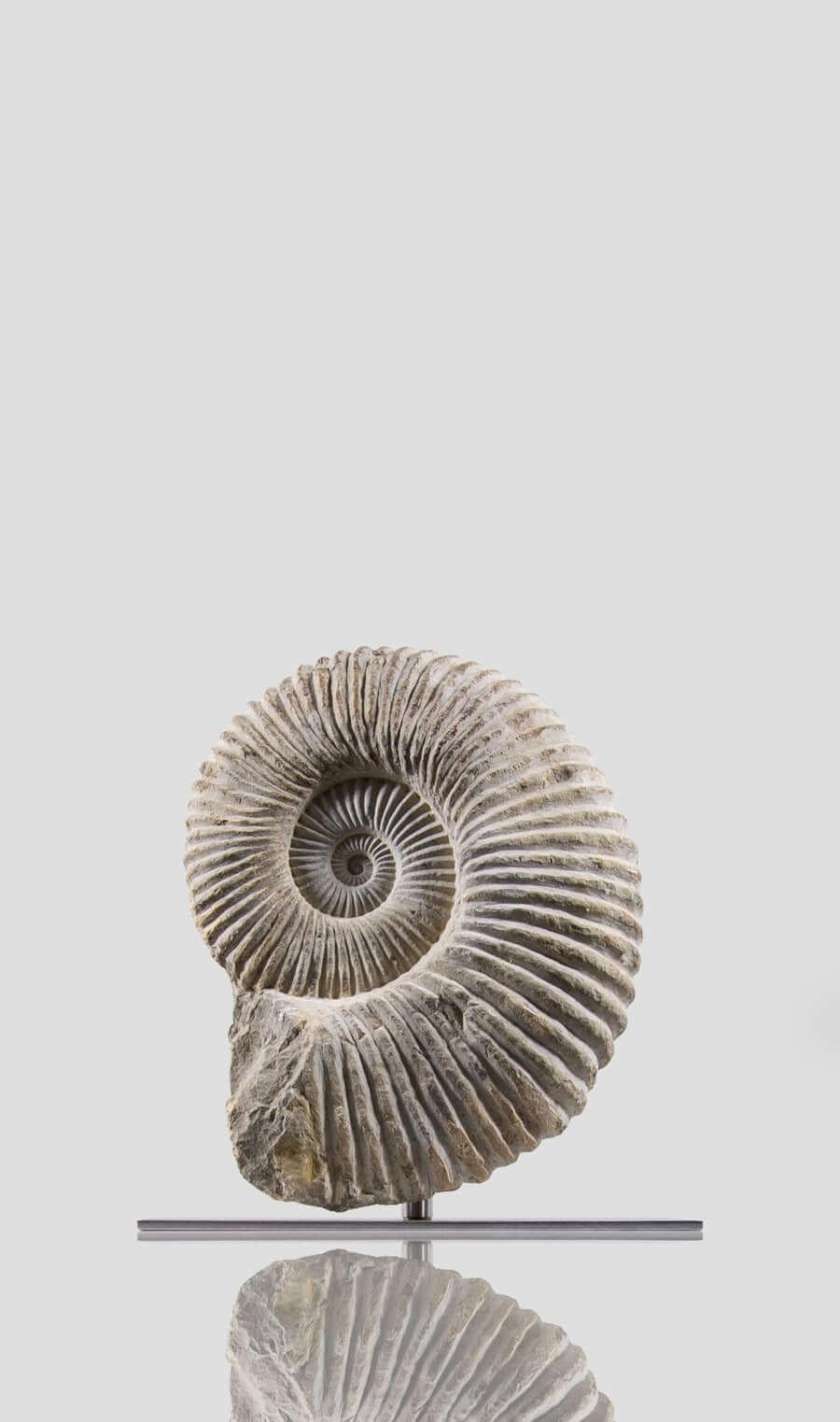 Nordafricano Ammonite fossile Mantelliceras su supporto in acciaio in vendita