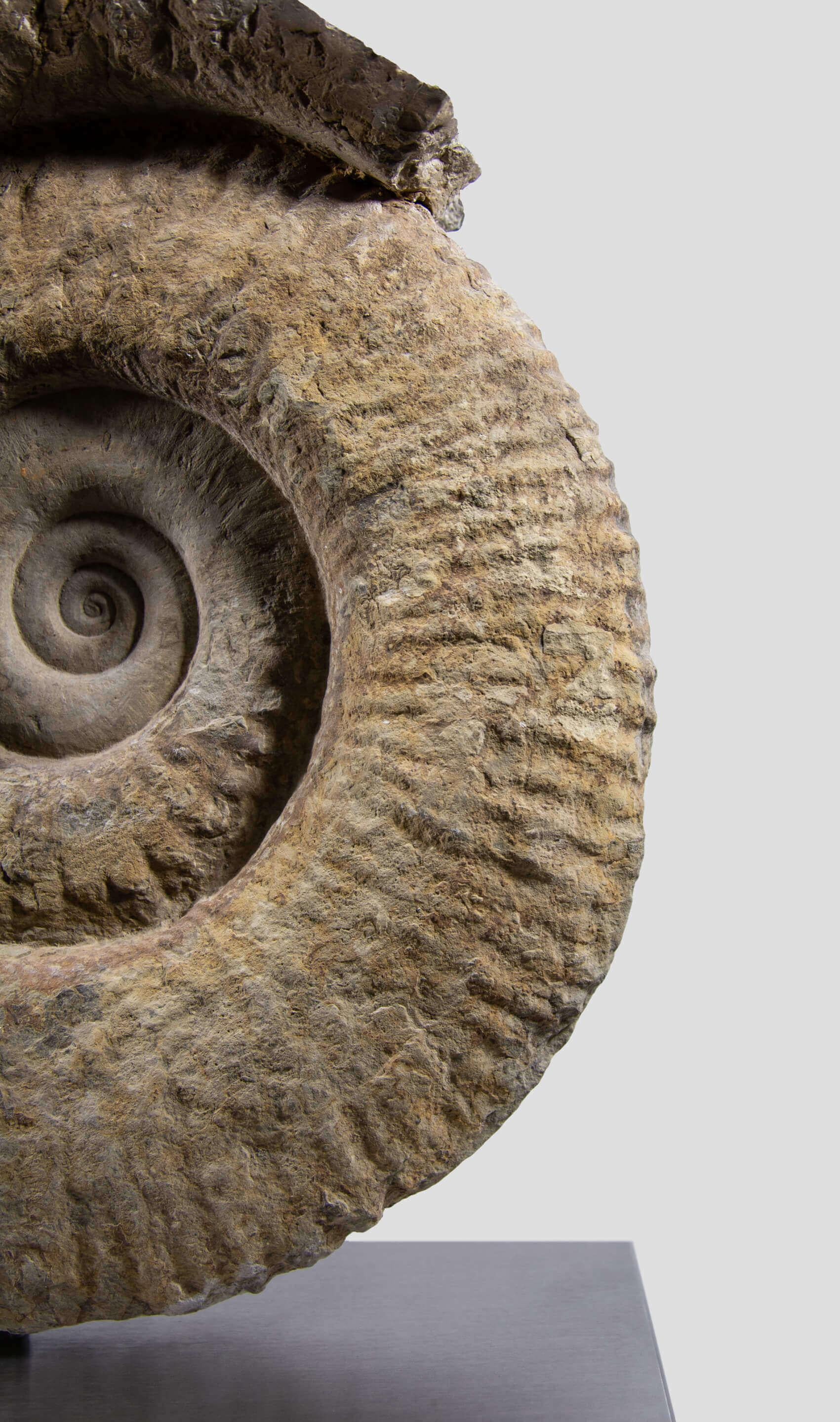 Nordafricano Ammonite fossile Mantelliceras su supporto in acciaio in vendita