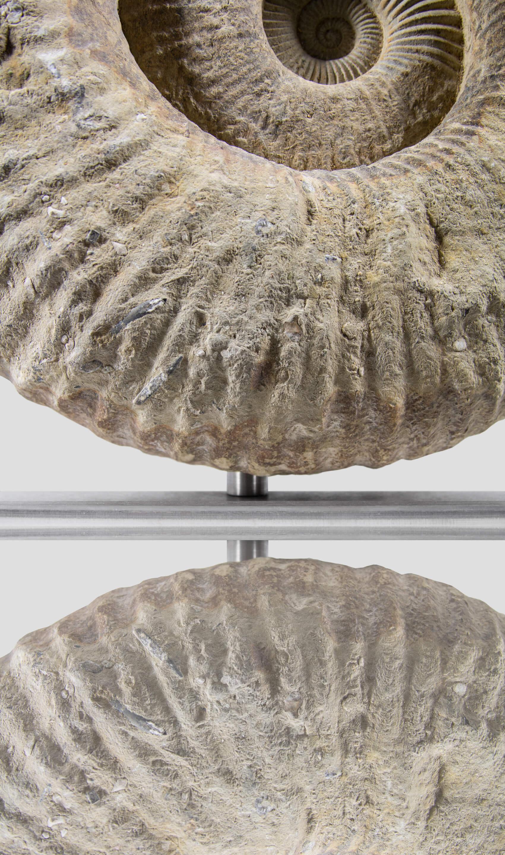 Ammonite fossile Mantelliceras su supporto in acciaio In condizioni ottime in vendita a Scorton, GB