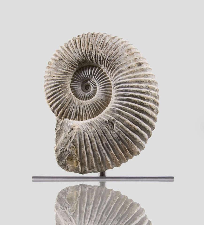 Altro Ammonite fossile Mantelliceras su supporto in acciaio in vendita