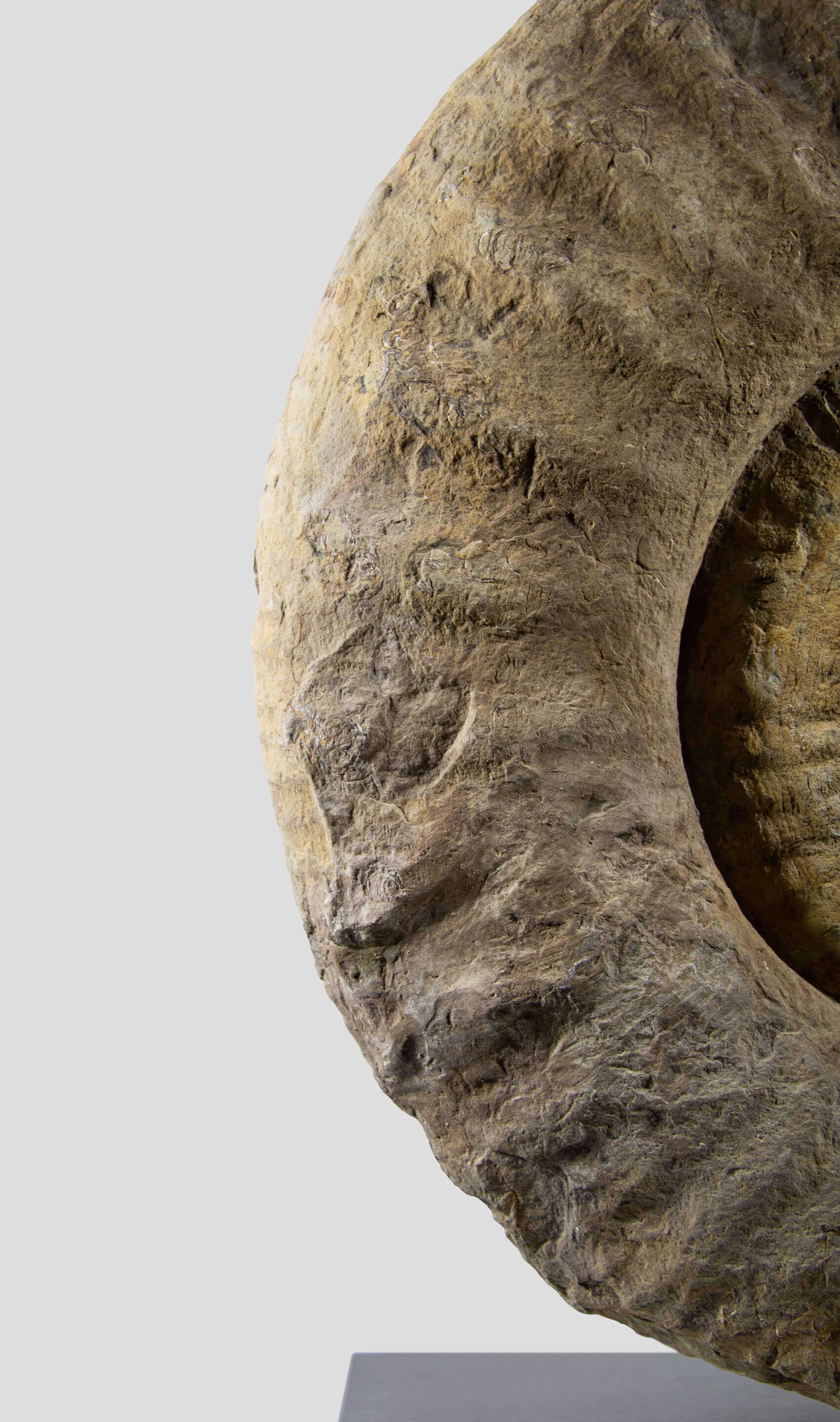 Altro Ammonite fossile Mantelliceras su supporto in acciaio in vendita