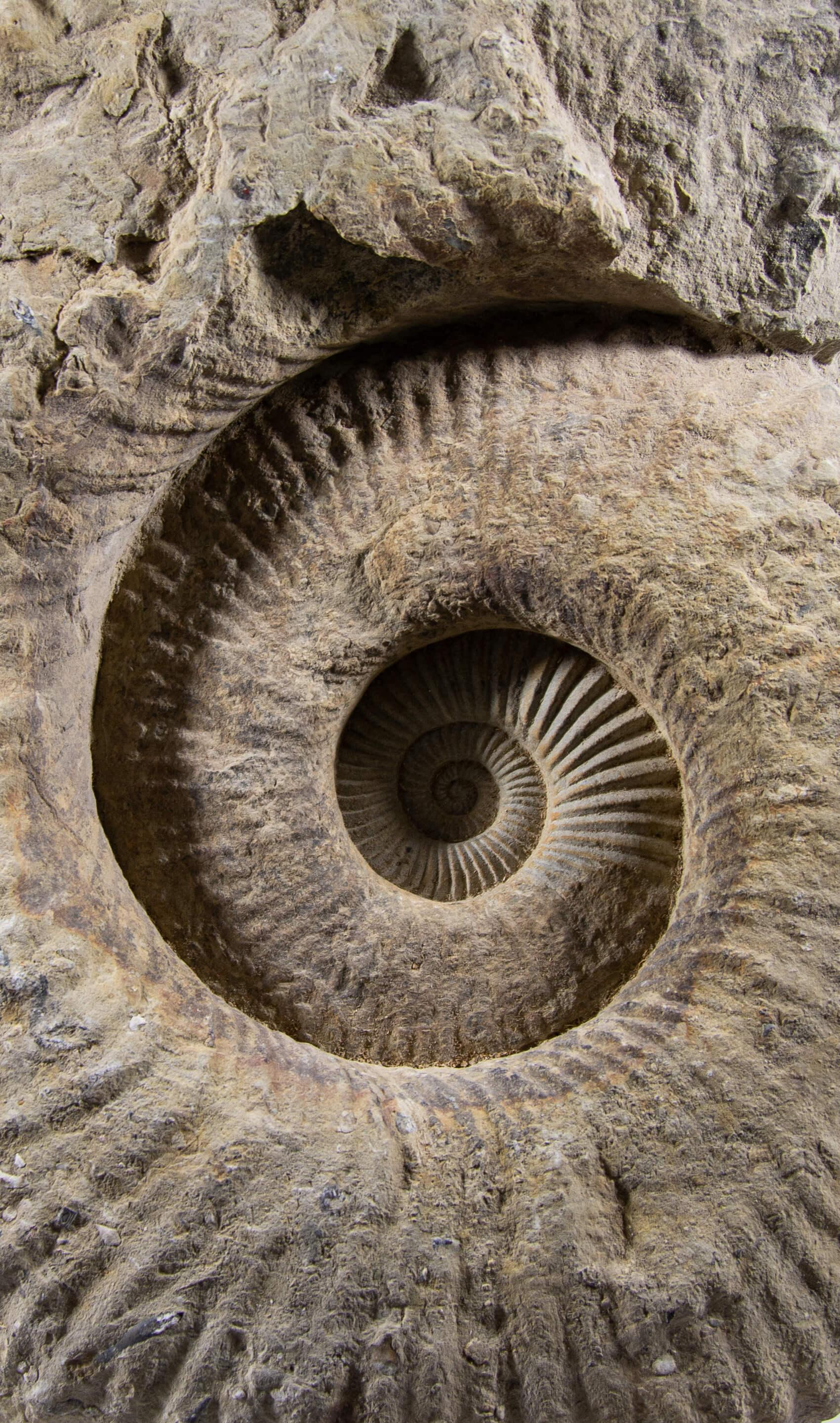Fino al XVIII secolo Ammonite fossile Mantelliceras su supporto in acciaio in vendita