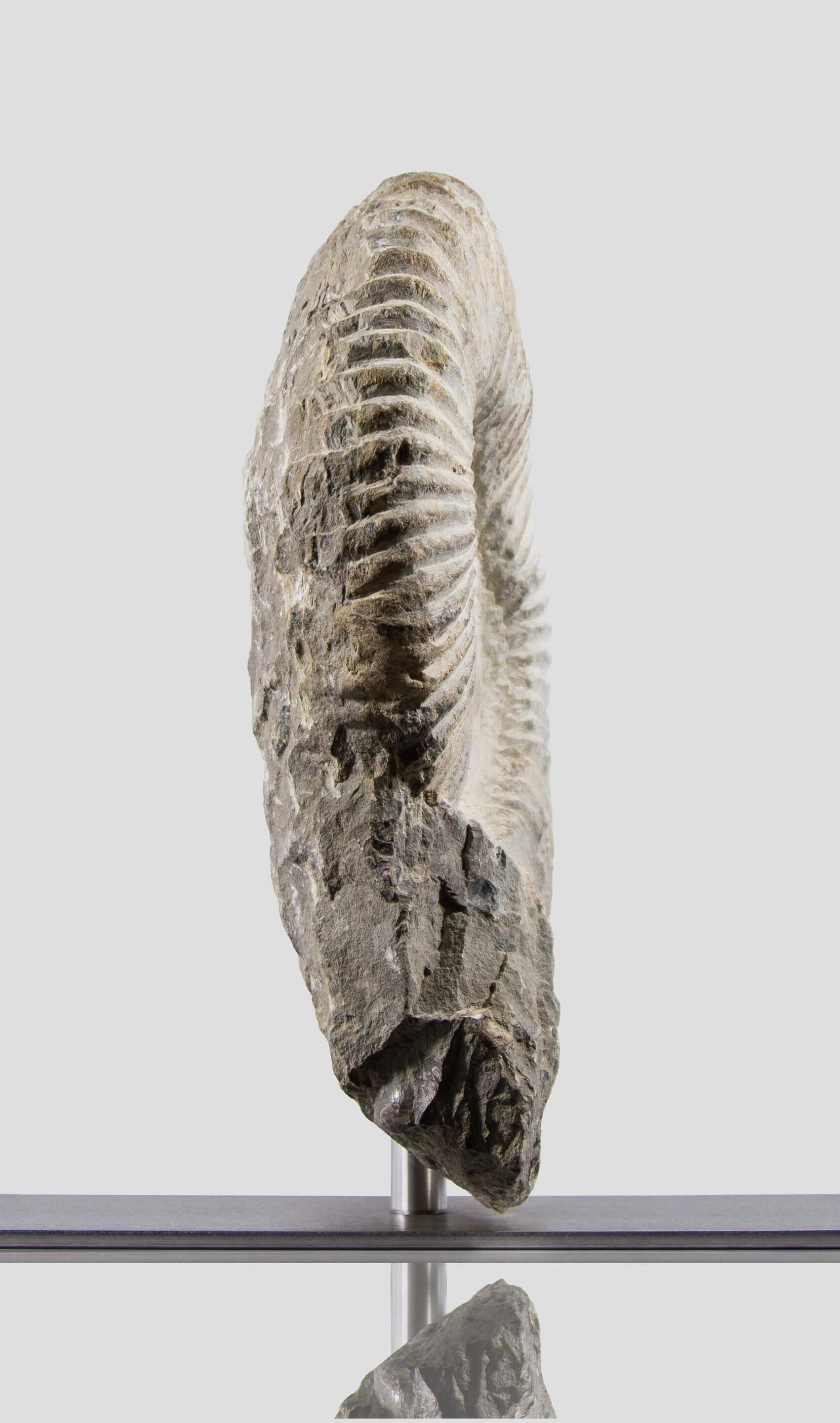 Ammonite fossile Mantelliceras su supporto in acciaio In condizioni ottime in vendita a Scorton, GB
