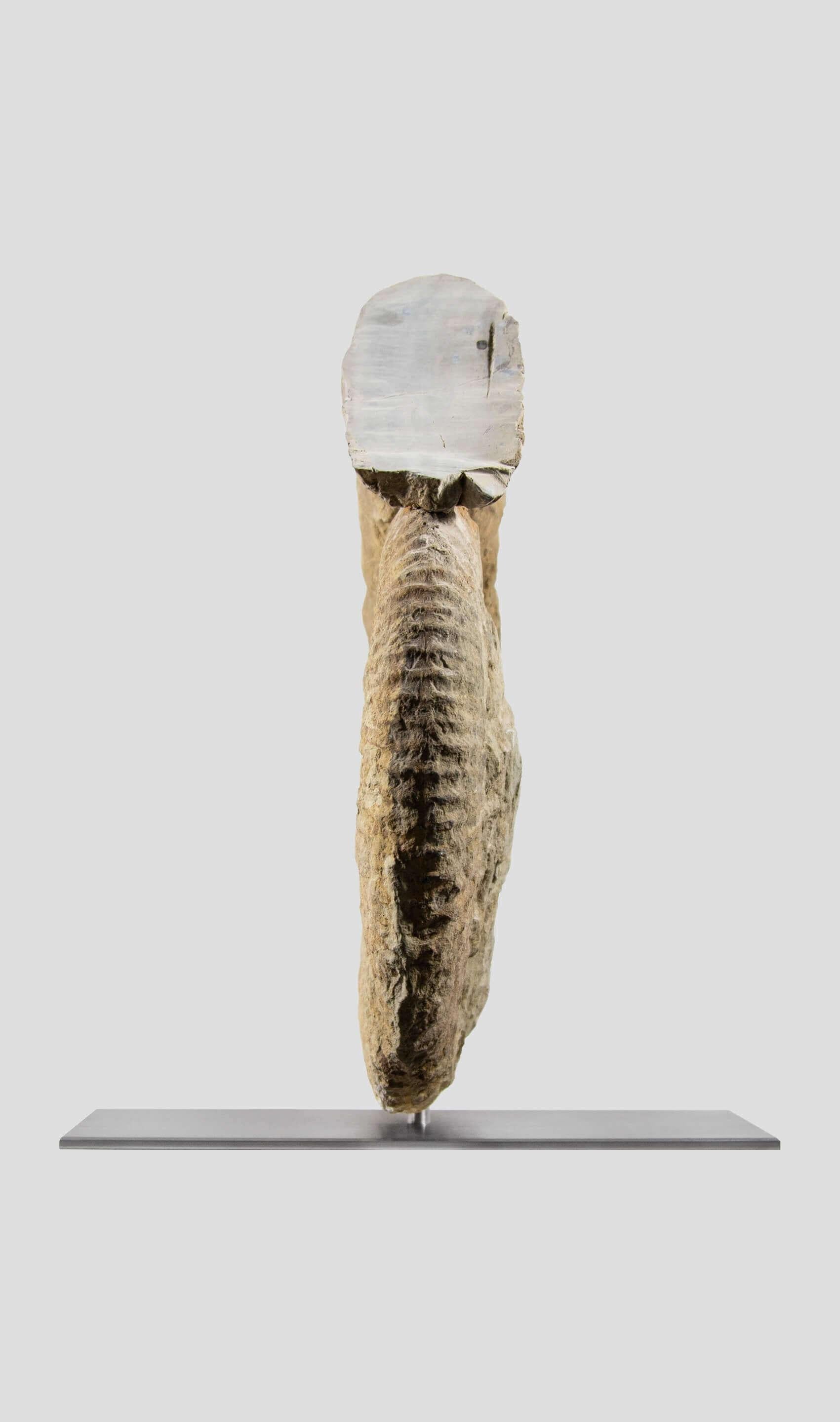 Ammonite fossile Mantelliceras su supporto in acciaio In condizioni ottime in vendita a Scorton, GB