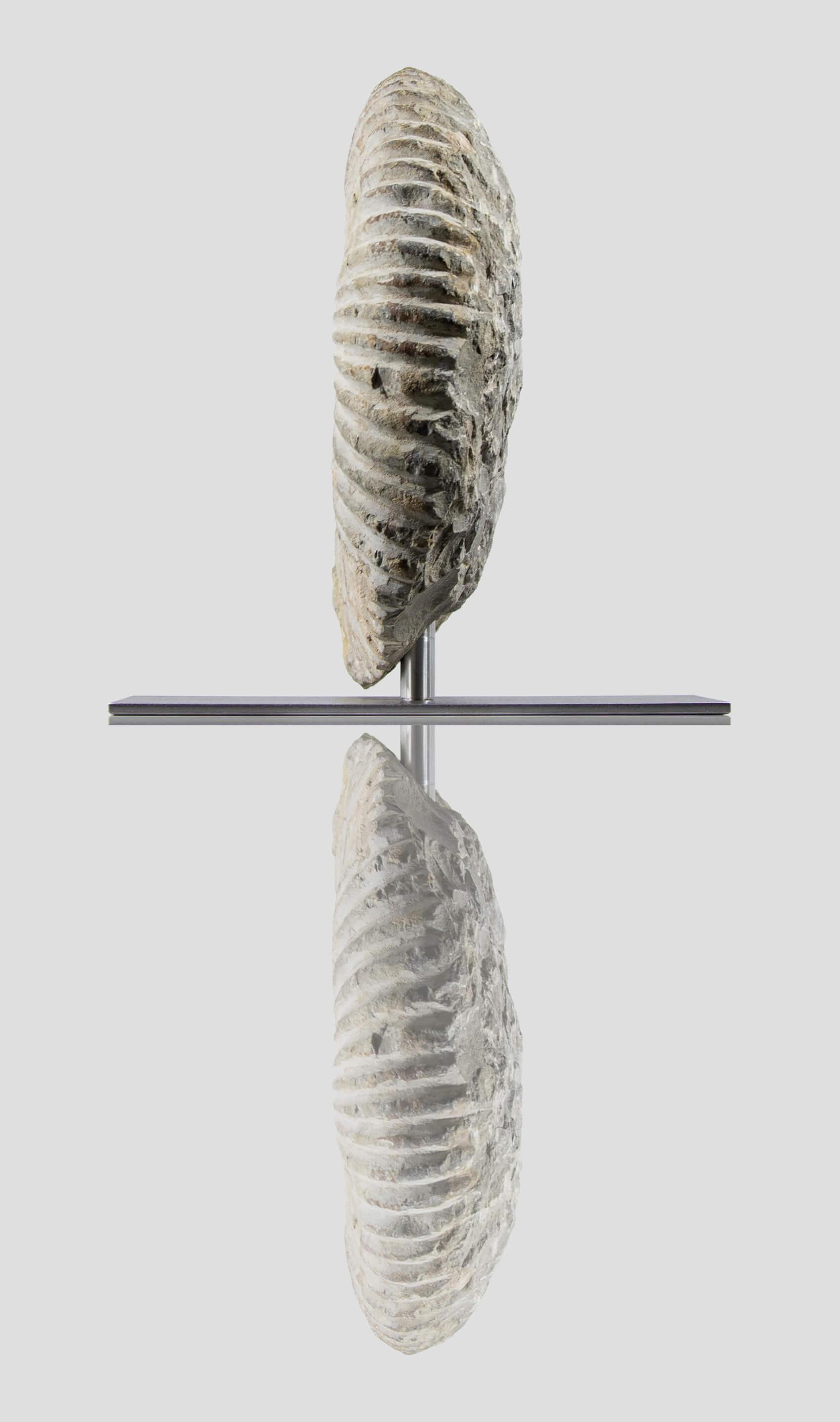 Fino al XVIII secolo Ammonite fossile Mantelliceras su supporto in acciaio in vendita