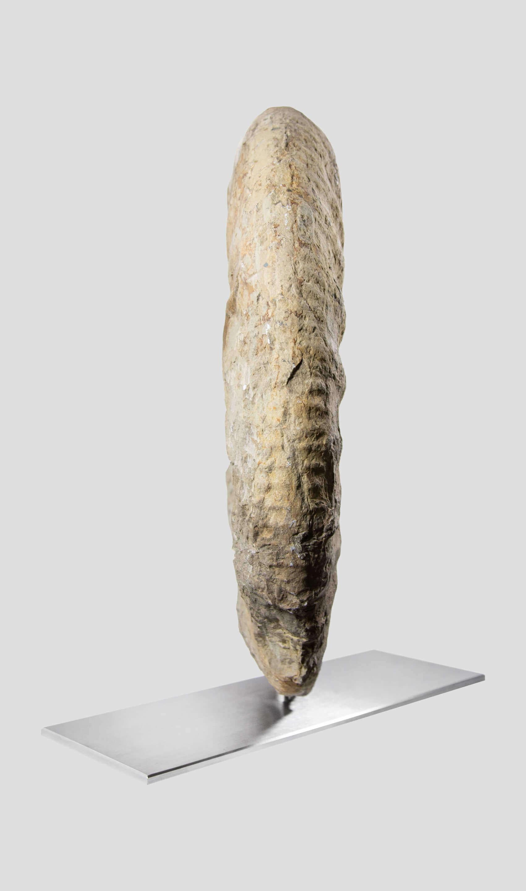 Fino al XVIII secolo Ammonite fossile Mantelliceras su supporto in acciaio in vendita