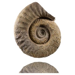 Mantelliceras Ammonite fósil en montura de acero