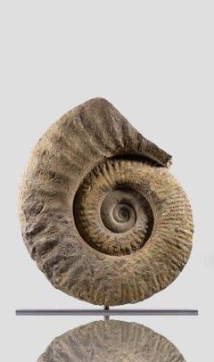 Mantelliceras Fossil Ammonite On Steel Mount