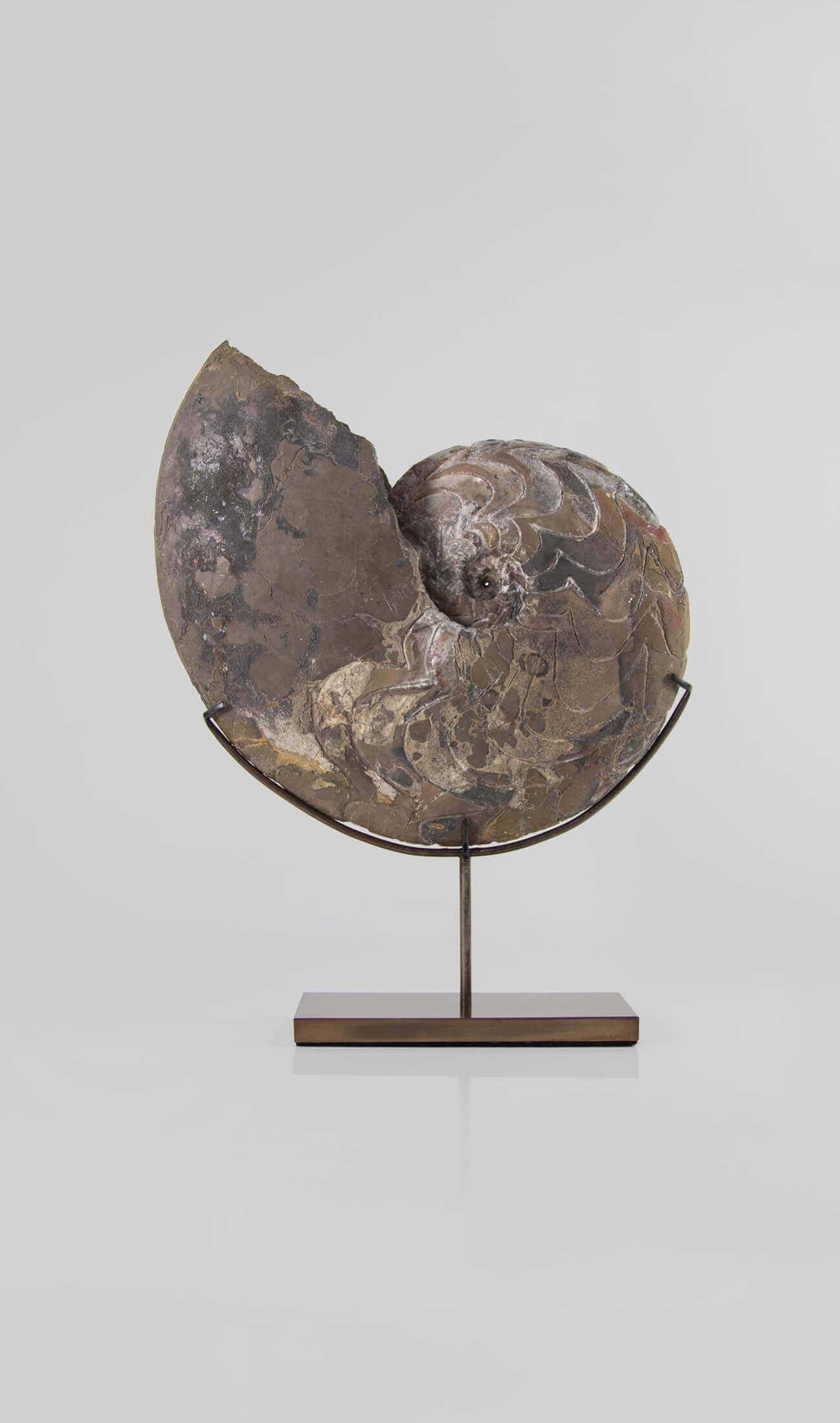 L'ultima edizione arrivata in THE FOSSIL STORE™ è la nostra famosa e squisita serie di supporti disegnati. Le ammoniti sono squisiti esemplari scavati nelle alte catene montuose dell'Anti-Atlante, nel Marocco nord-occidentale. 

Questi ritrovamenti